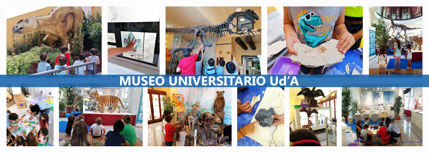 Il museo