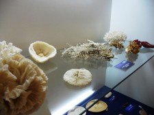 Collezioni